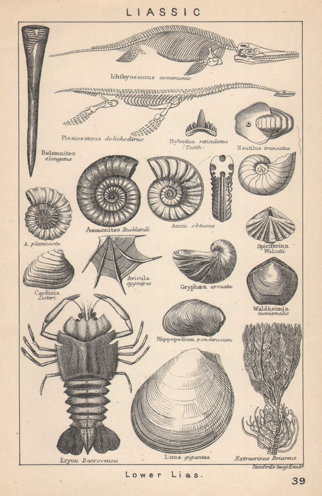 BRITISH FOSSILS. Liassic - Lower Lias. STANFORD 1907 old antique print picture